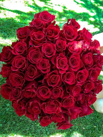 Kytice červených, velkokvětých růží 50 ks