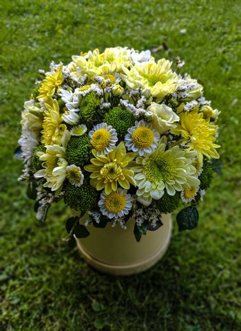 Flower box žluté chryzantémy santini