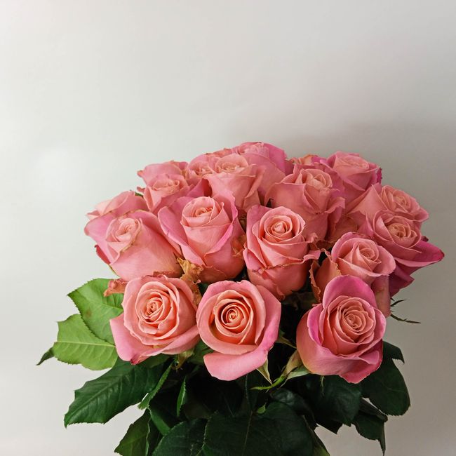 Kytice růžových, velkokvětých růží 20 ks