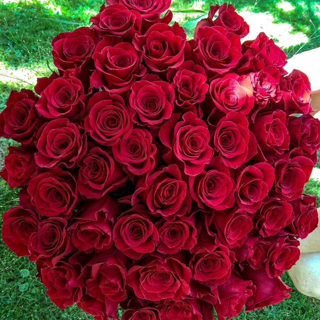 Kytice červených, velkokvětých růží 50 ks