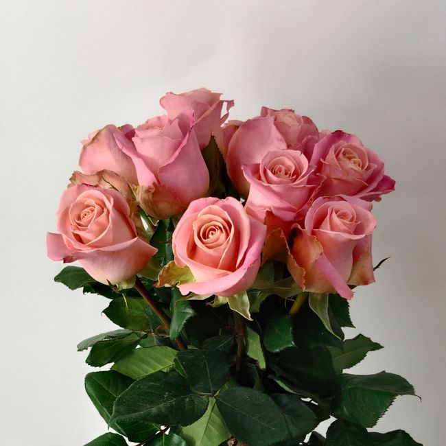 Kytice růžových, velkokvětých růží 11 ks