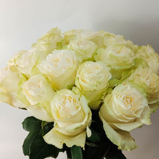 Kytice bílých, velkokvětých růží 20 ks 