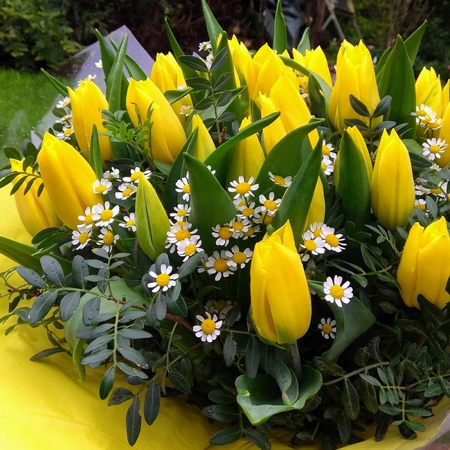 Svěží kytice ze 40 ks žlutých tulipánů