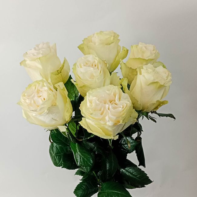 Kytice bílých, velkokvětých růží 7 ks 
