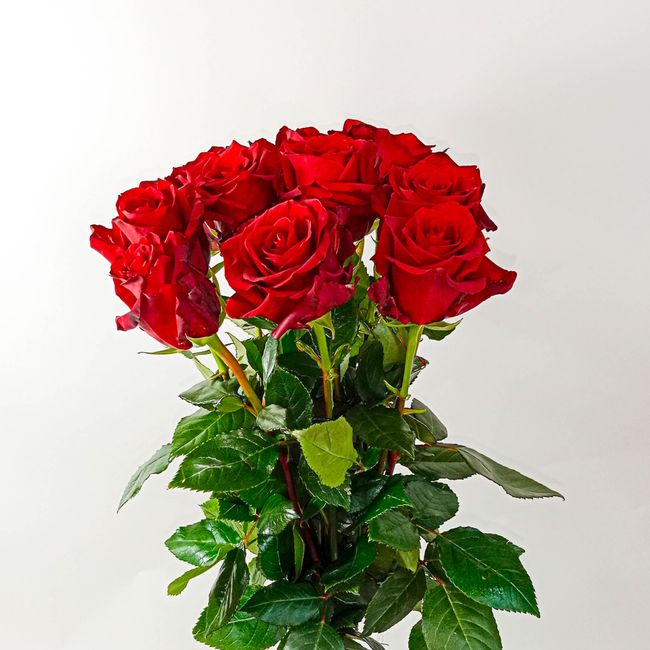 Kytice červených, velkokvětých růží 7 ks