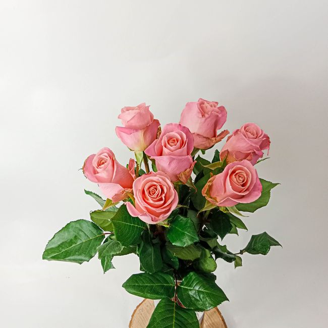 Kytice růžových, velkokvětých růží 7 ks 